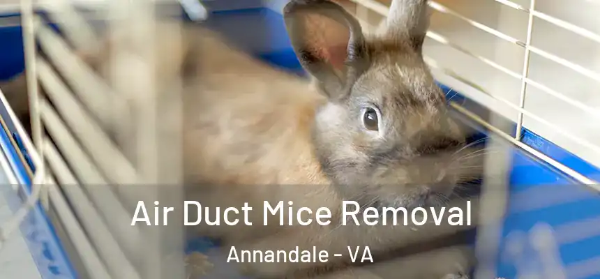  Air Duct Mice Removal Annandale - VA